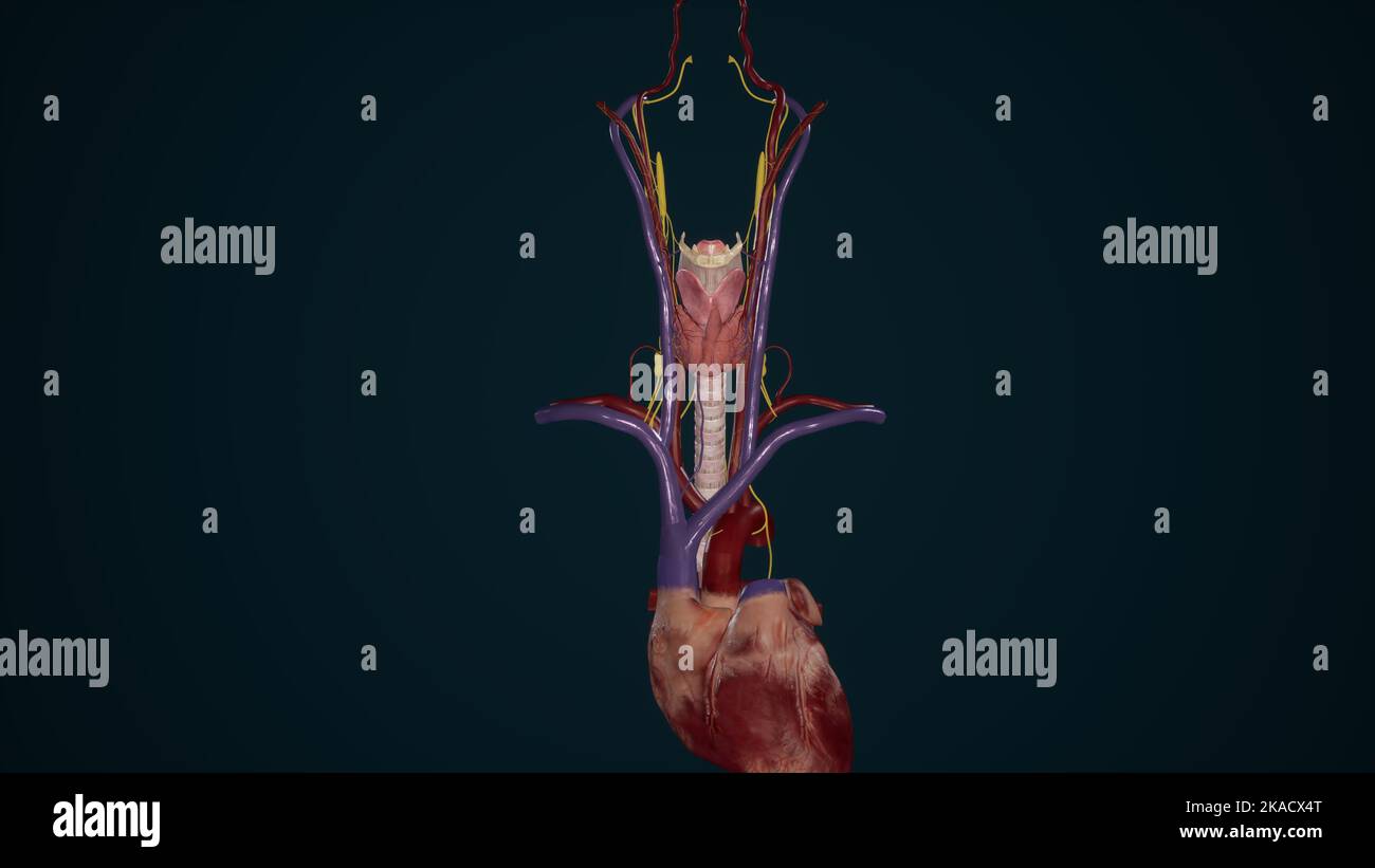 Neurovasculature of Thyroid Gland and Larynx Stock Photo