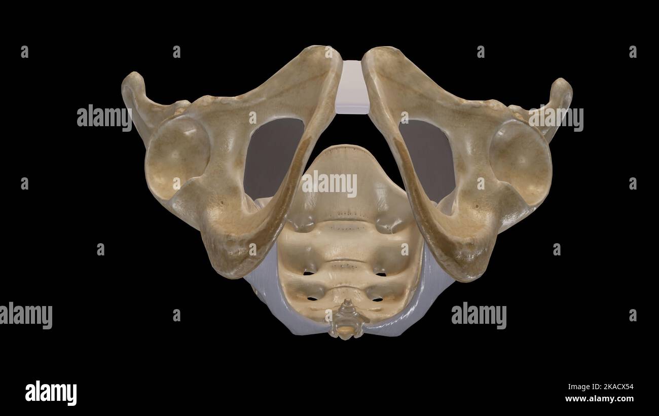 The Pelvic Girdle and Pelvic Outlet Stock Photo