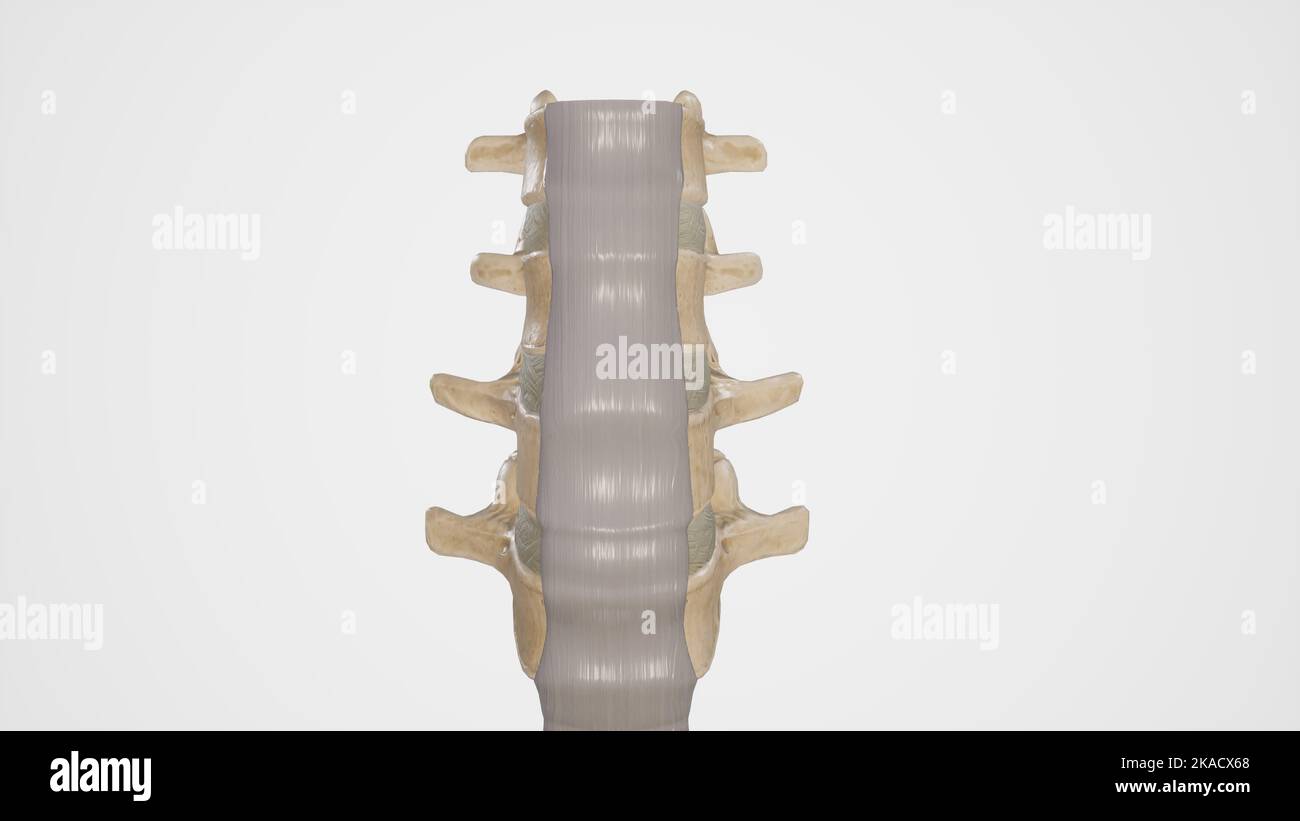 Medical Illustration of Anterior Longitudinal Ligament Stock Photo
