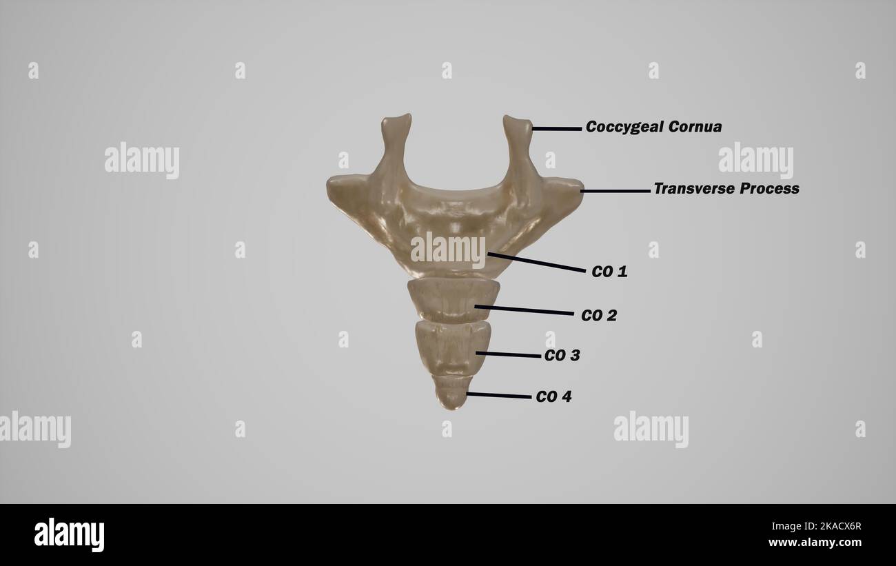 Coccydynia Hi Res Stock Photography And Images Alamy