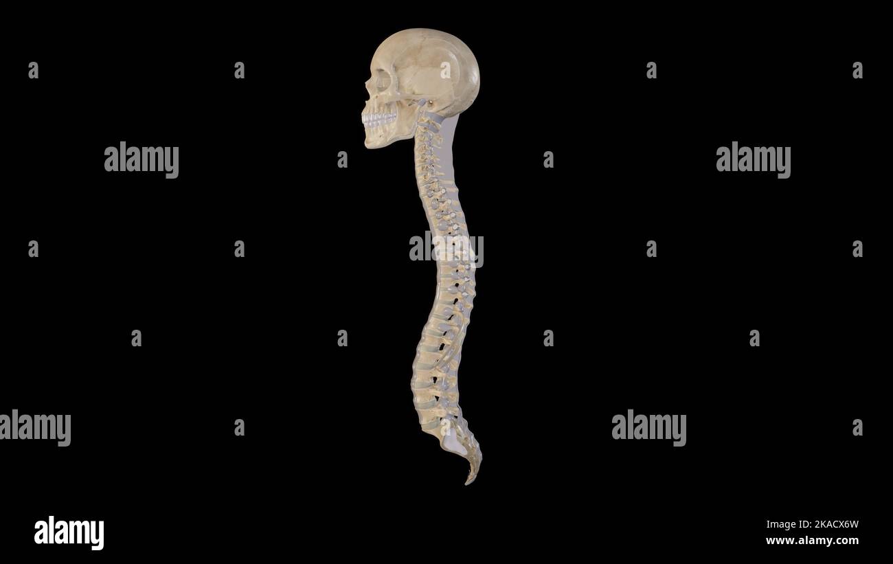 Spine Anatomy Lateral view showing the Curvatures of Vertebral Column Stock Photo