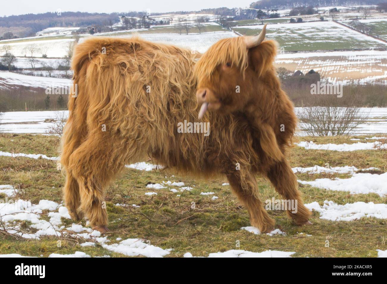 Brown Highland Cattle (calf) twisting to wash it's back with it's tongue out.  Whilst stood in a snowy field at the top of Beacon Hill, Leicestershire Stock Photo