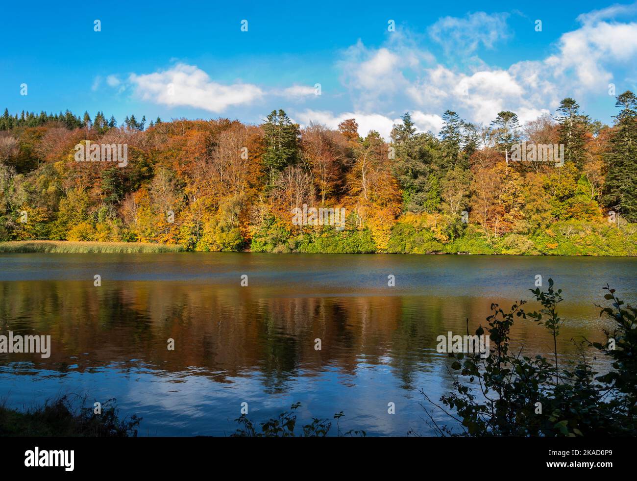Autumn colours of trees reflected in Castlewellan lake Stock Photo