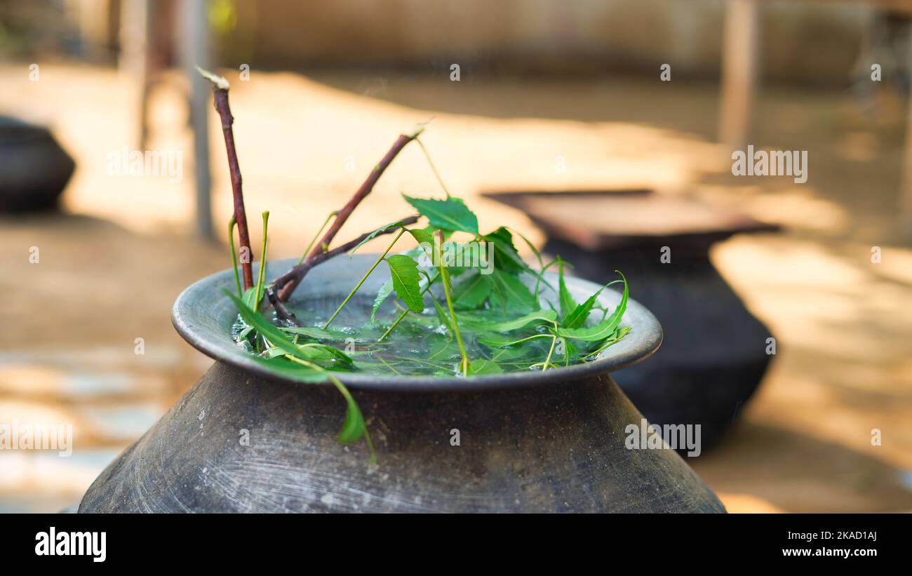 Green Neem leaves known as Azadirachta indica boiled in water on chulha. Boiling neem, nimtree or Indian lilac on clay stove. Indian village usage for Stock Photo