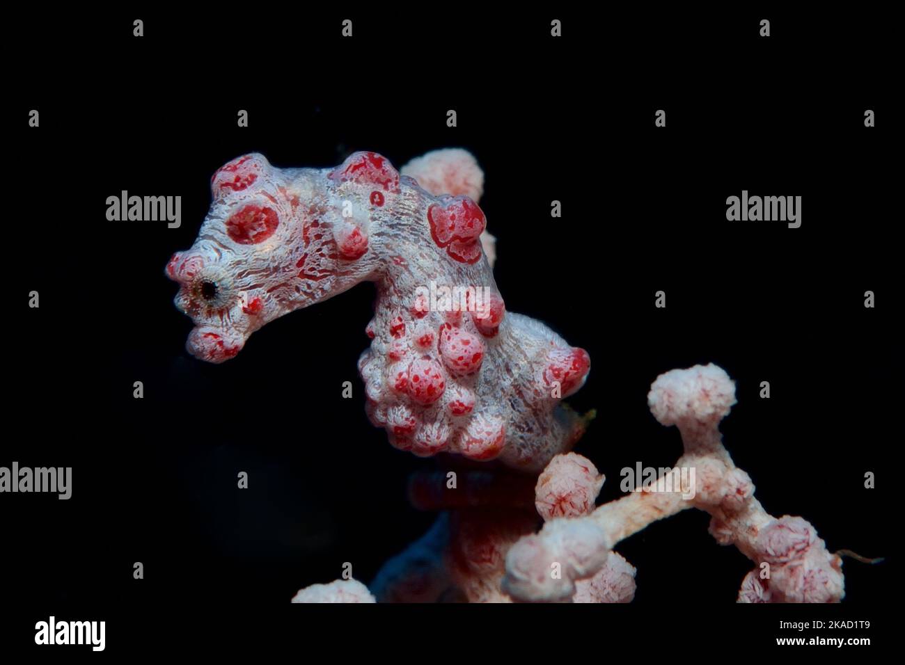 Hippocampus bargibanti, Zwerg-Seepferdchen, Pygmäenseepferdchen, pygmy seahorse, gorgonian seahorse, on gorgonian Muricella sp. Stock Photo