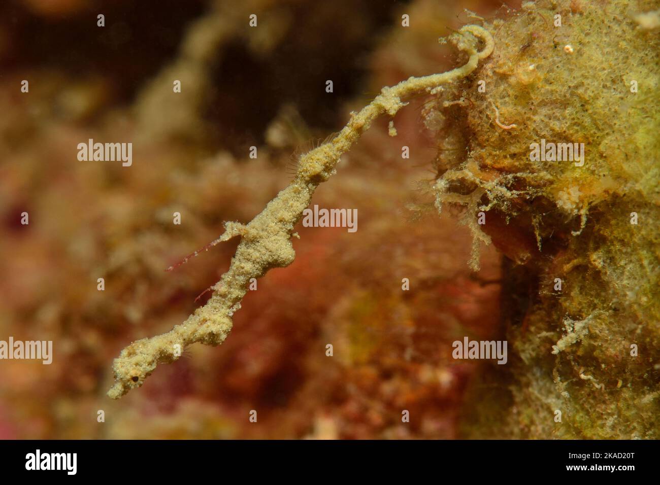 Kyonemichthys rumengani, Zwerg-Seenadel, Rumengans-Zwergseenadel, thread pipefish, Rumengan's Pipehorse, Lembeh Seadragon Stock Photo