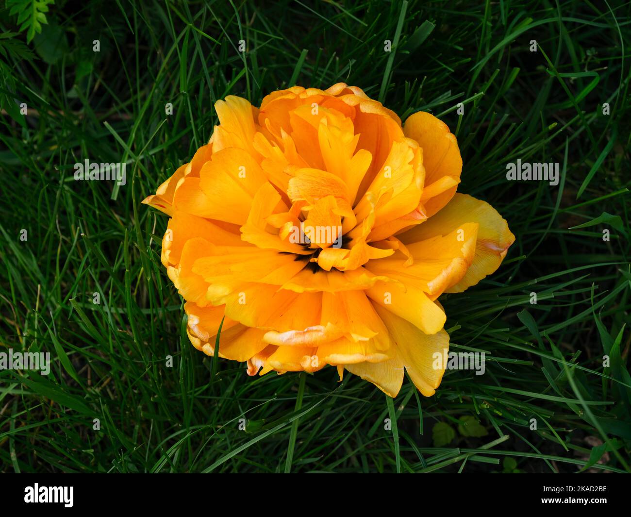 A Yellow peony tulip on a green grass background Stock Photo - Alamy