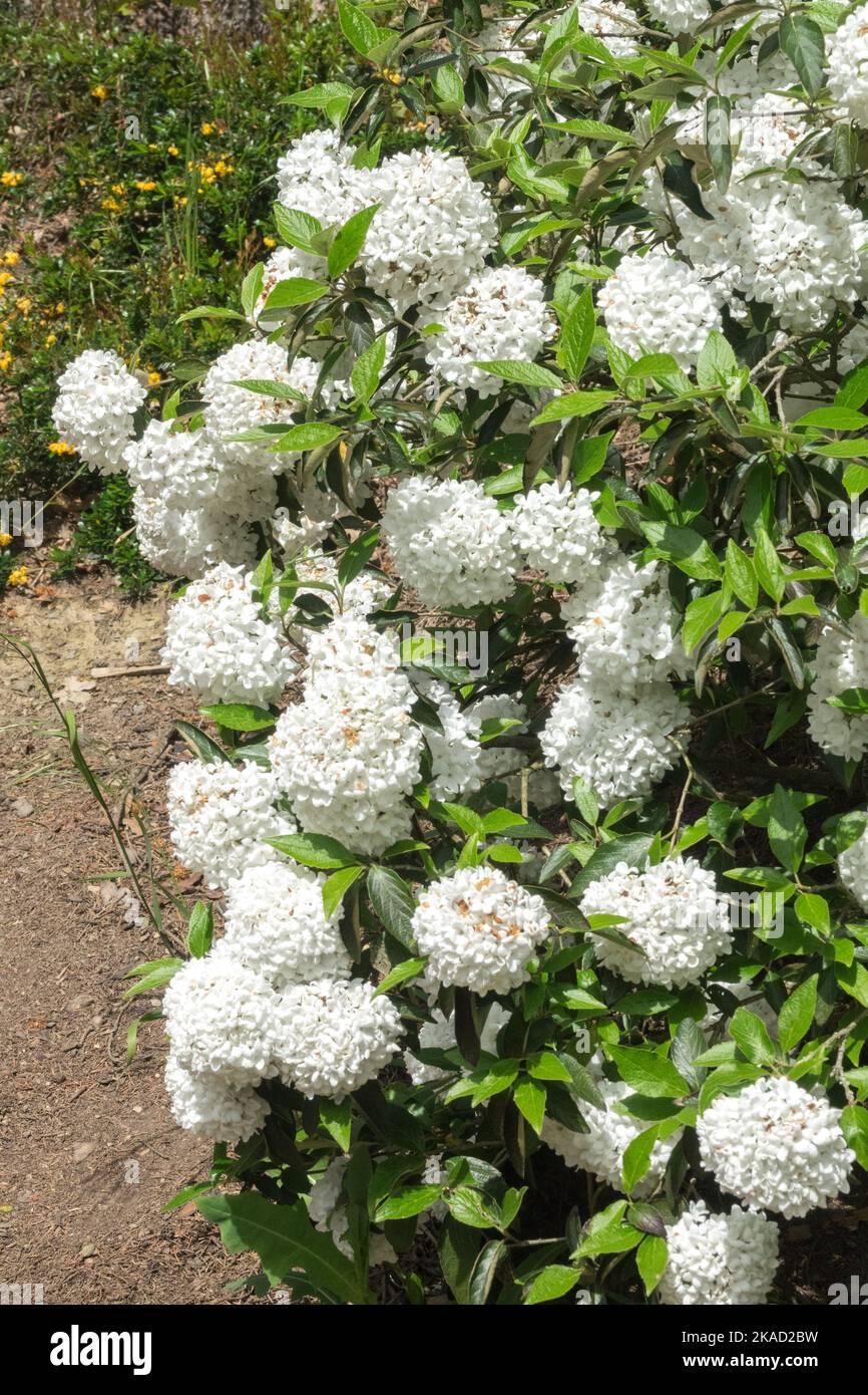 Flowering shrubs, Viburnum Eskimo, Blooming, Viburnum blooms, Garden