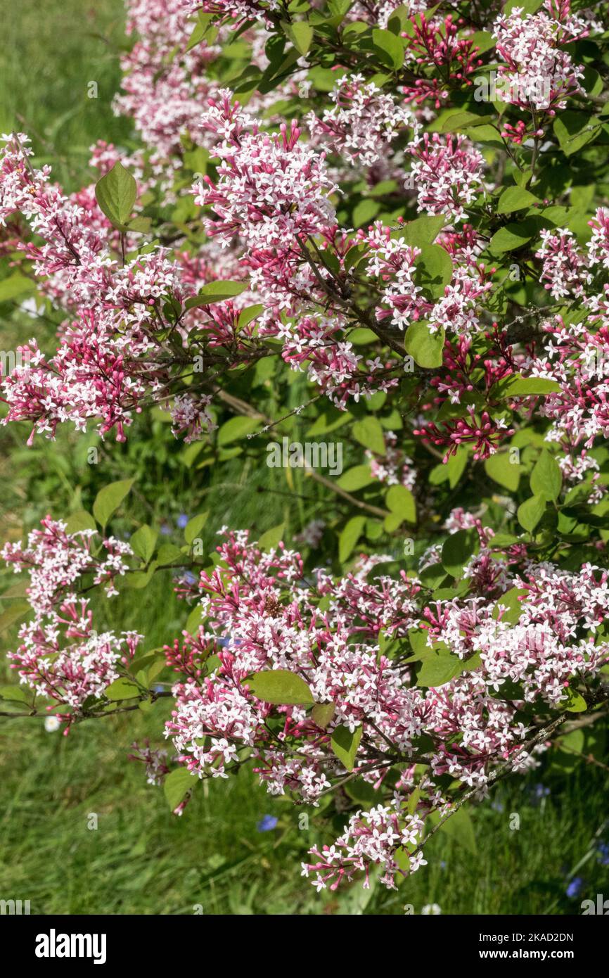 Flowering shrubs, Syringa pubescens Superba, Syringa microphylla Pink, Flowers Stock Photo