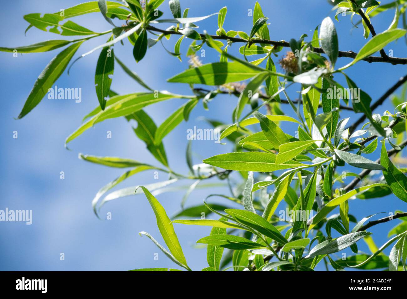 White Willow, Salix alba 'Rockanje' leaves on a branch in spring Willow branch Stock Photo