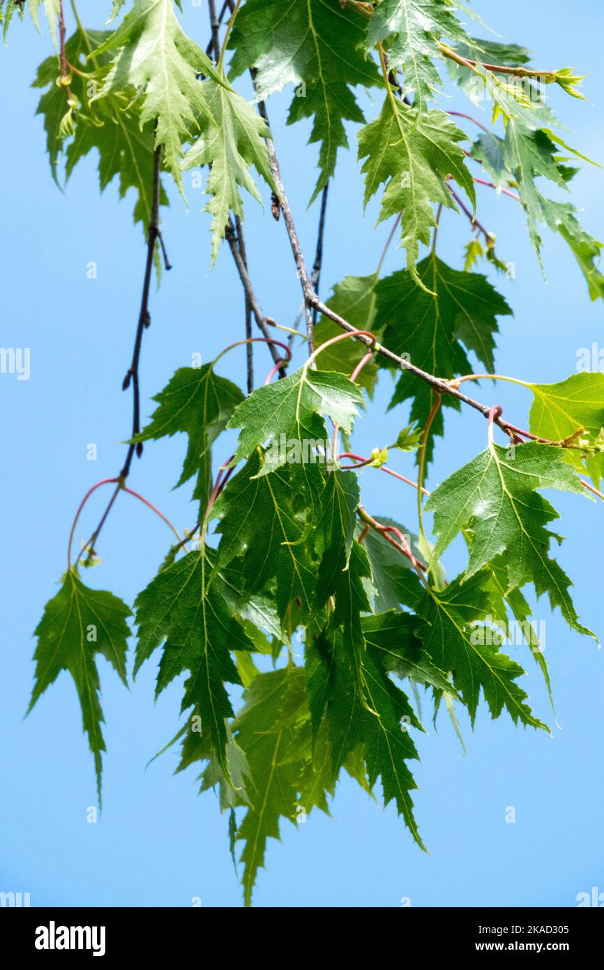 Betula pendula Dalecarlica, Silver birch, Leaves, Spring, Foliage Stock Photo