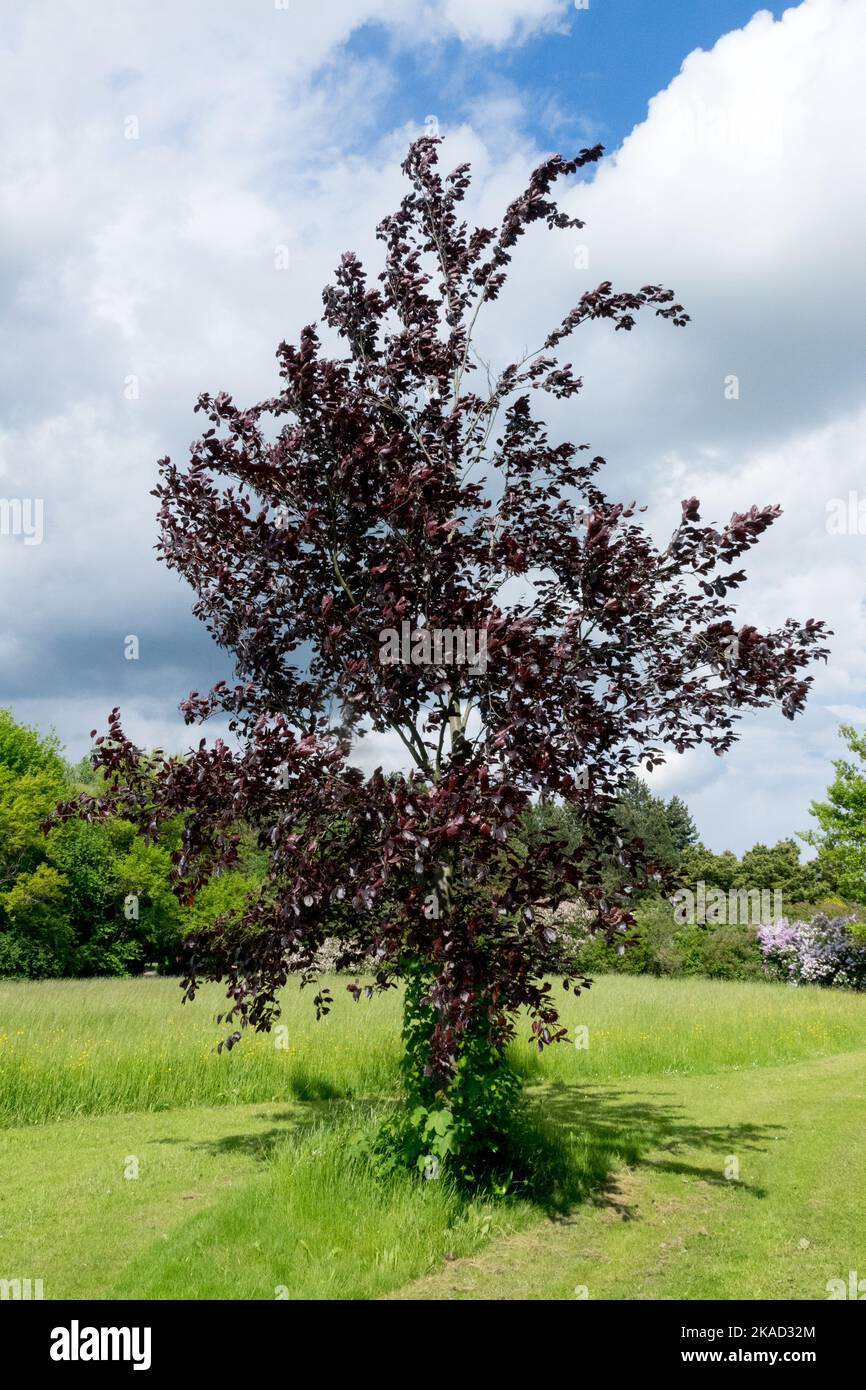 European Beech Tree, Fagus sylvatica 'Purpurea Latifolia' in spring Stock Photo