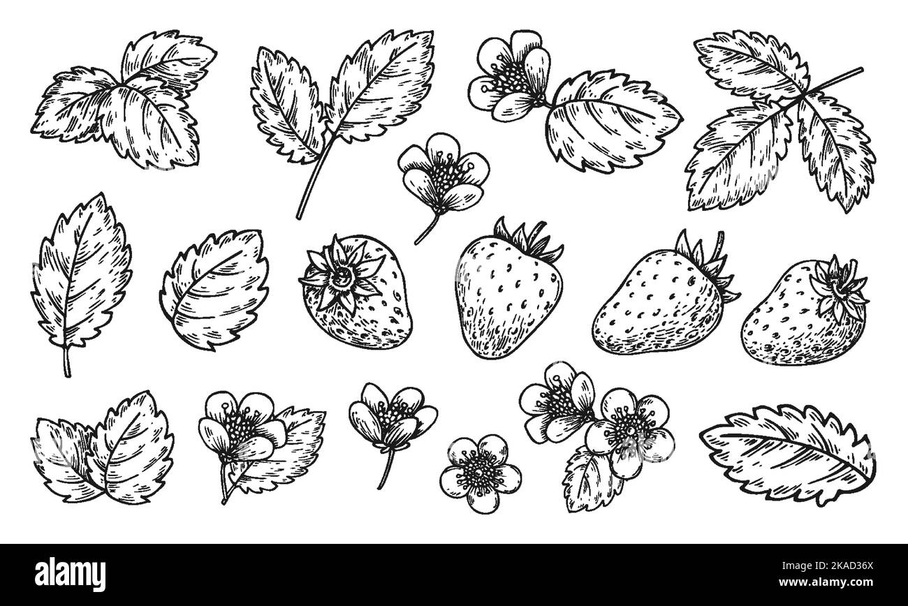 Strawberry elements line sketch set. Cartoon hand drawn black and white berries leaves flowers for coloring book page, scrapbooking, nail stamps, laser engraving stencil, badge, eco market label tag Stock Vector