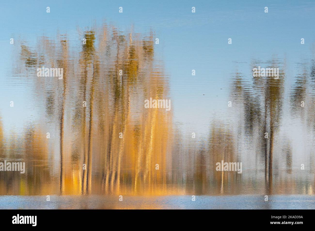 Trees of different colors of autumn reflected in the water. Photo ...