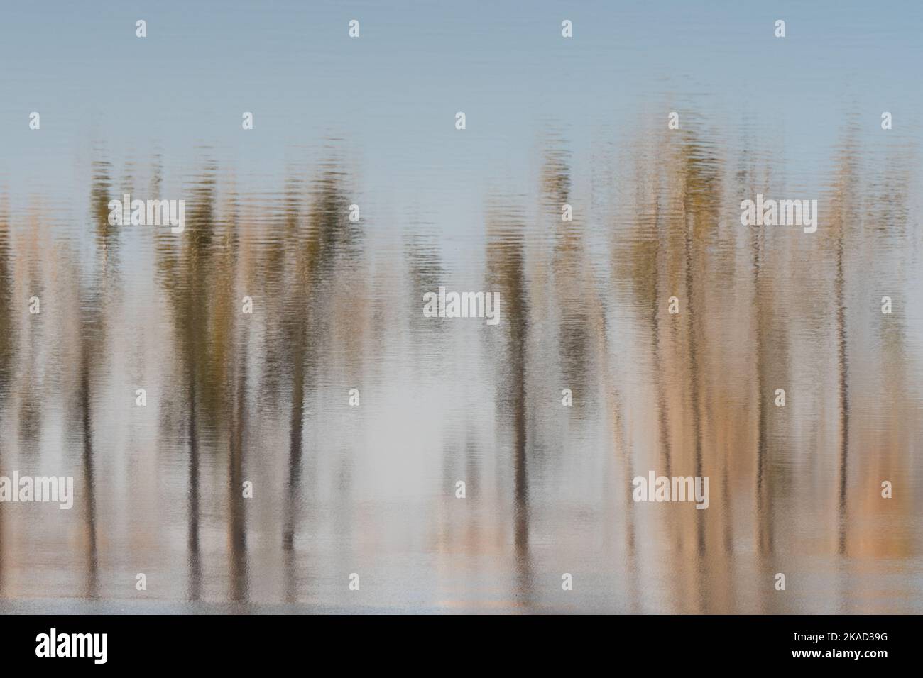 Trees of different colors of autumn reflected in the water. Photo ...