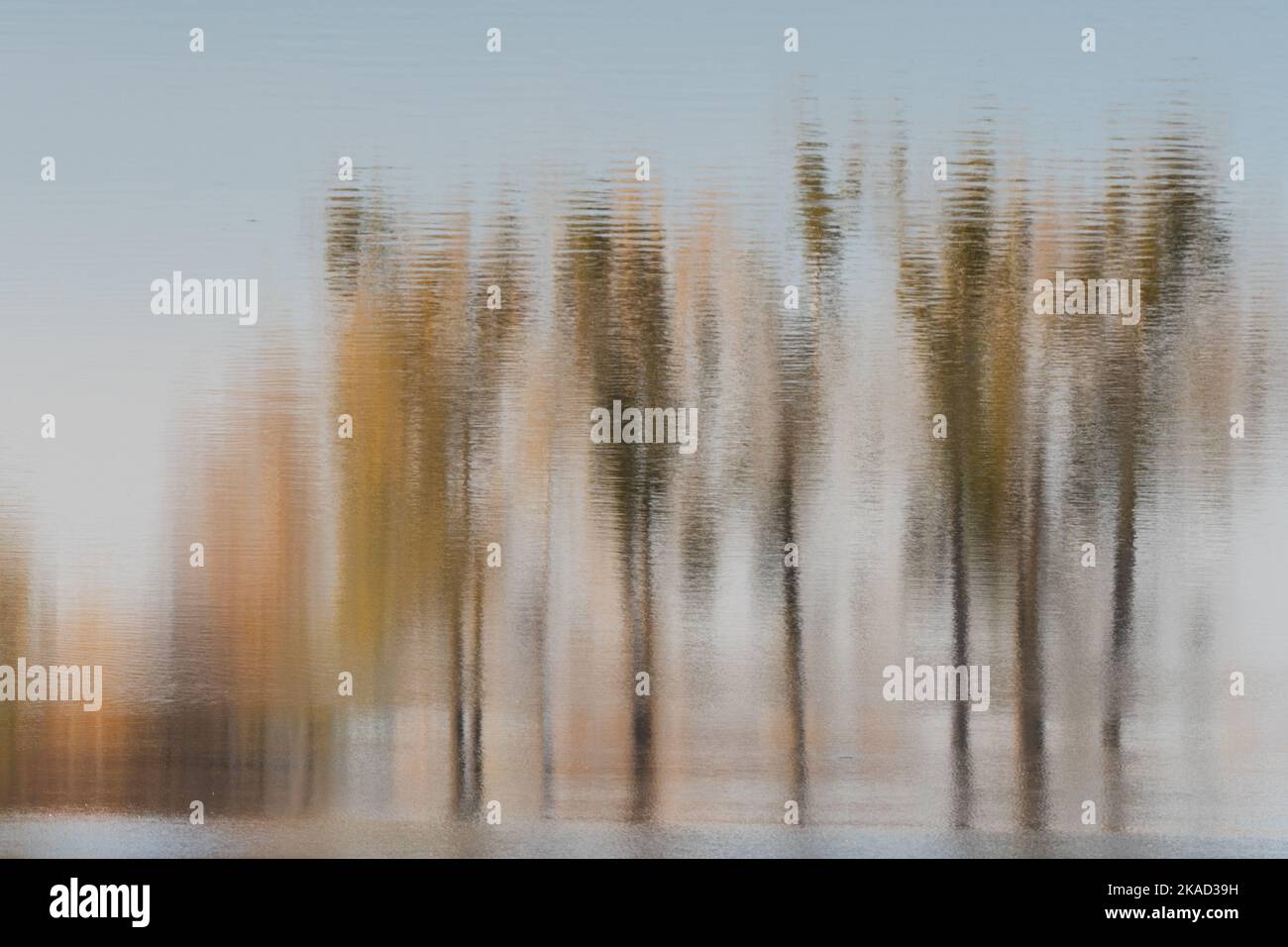 Trees of different colors of autumn reflected in the water. Photo ...