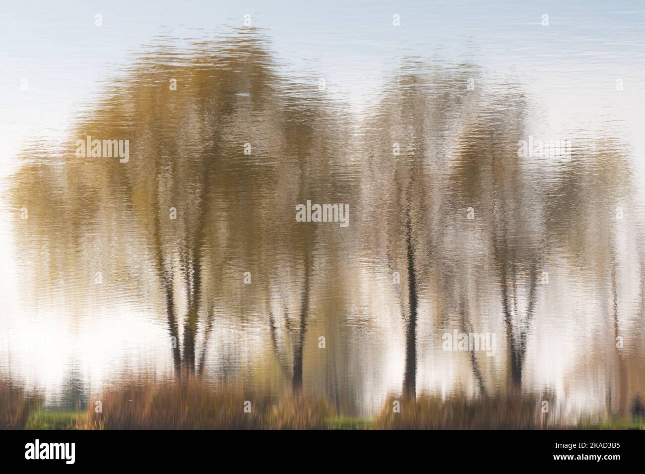 Trees of different colors of autumn reflected in the water. Photo ...