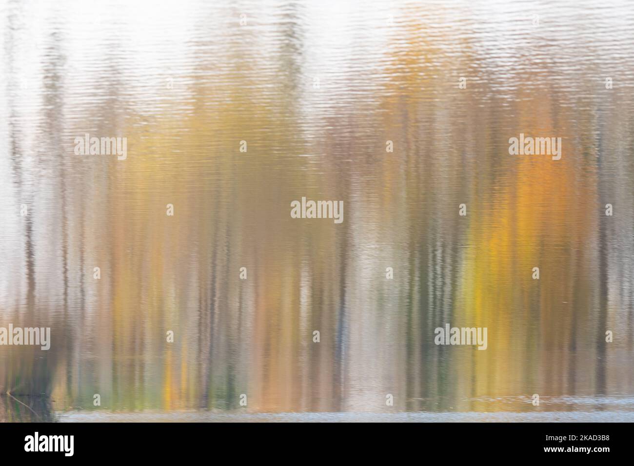 Trees of different colors of autumn reflected in the water. Photo ...
