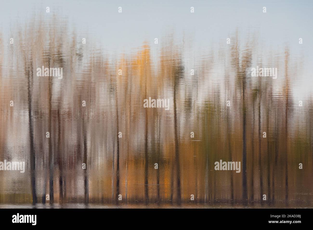 Trees of different colors of autumn reflected in the water. Photo ...