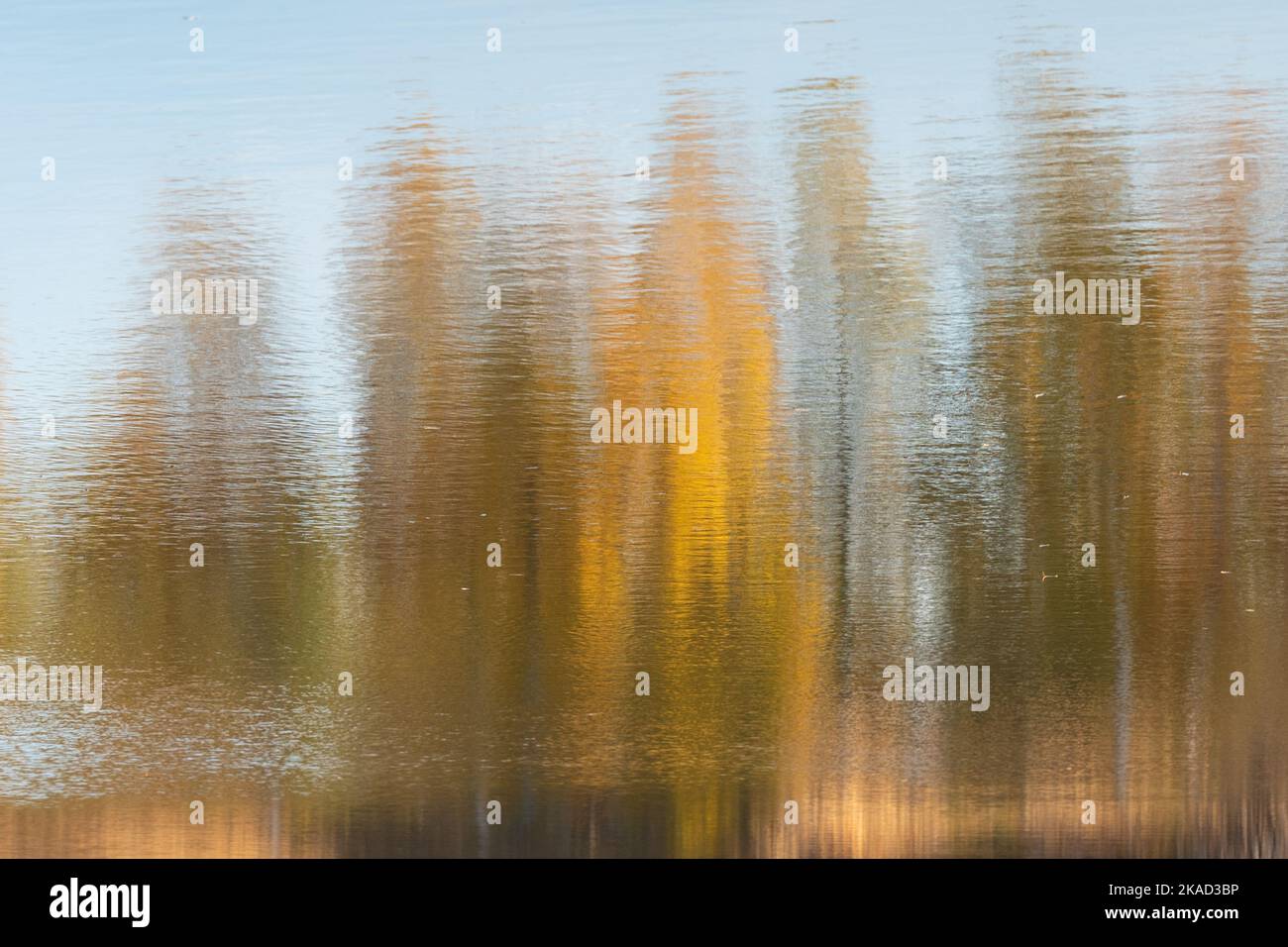 Trees of different colors of autumn reflected in the water. Photo ...