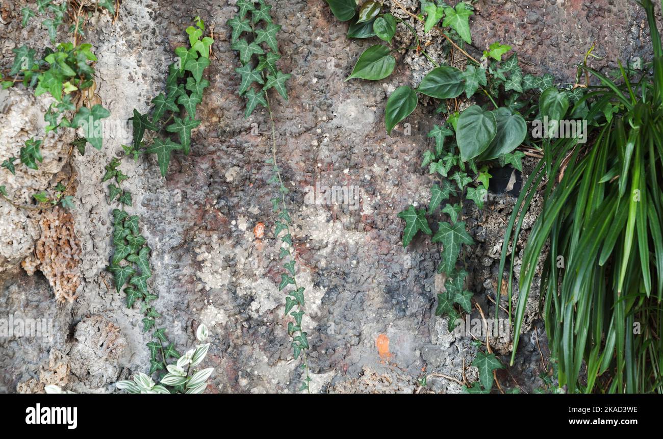 Old brick wall plants growing hi-res stock photography and images - Alamy