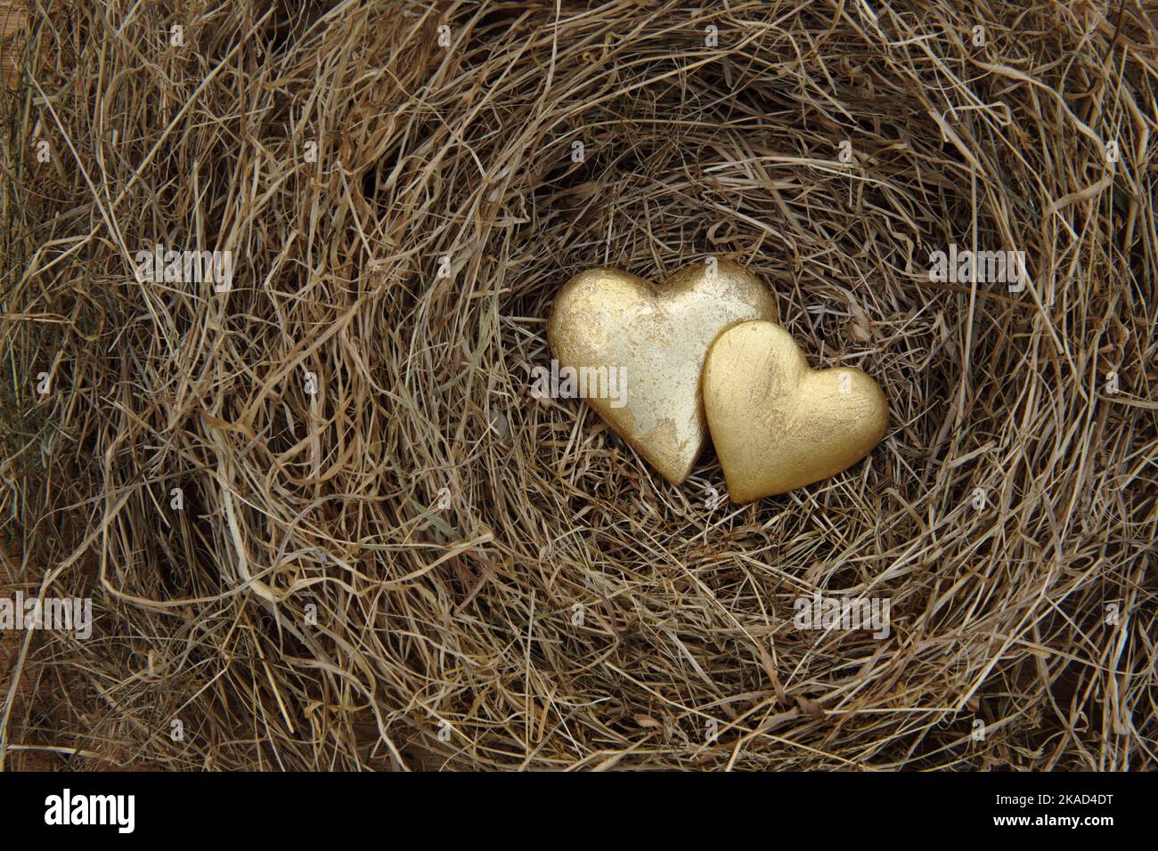Two gilded hearts in nest of dry grass. Stock Photo