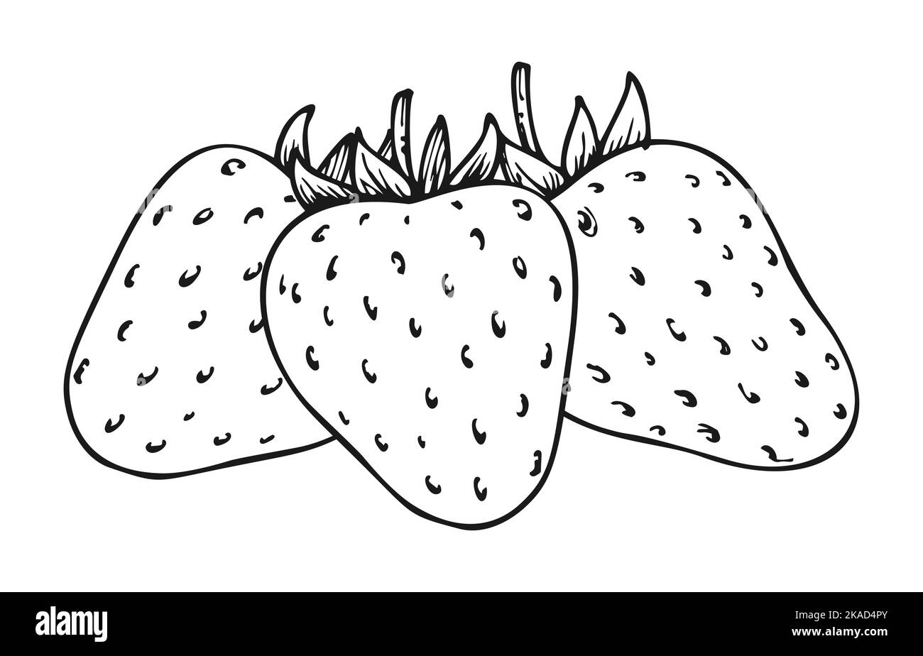 Strawberry monochrome line sketch. Fresh ripe mellow berries isolated on white background. Coloring book for children and adults. Wild strawberries bundle for magazine, card, menu, web pages, labels Stock Vector