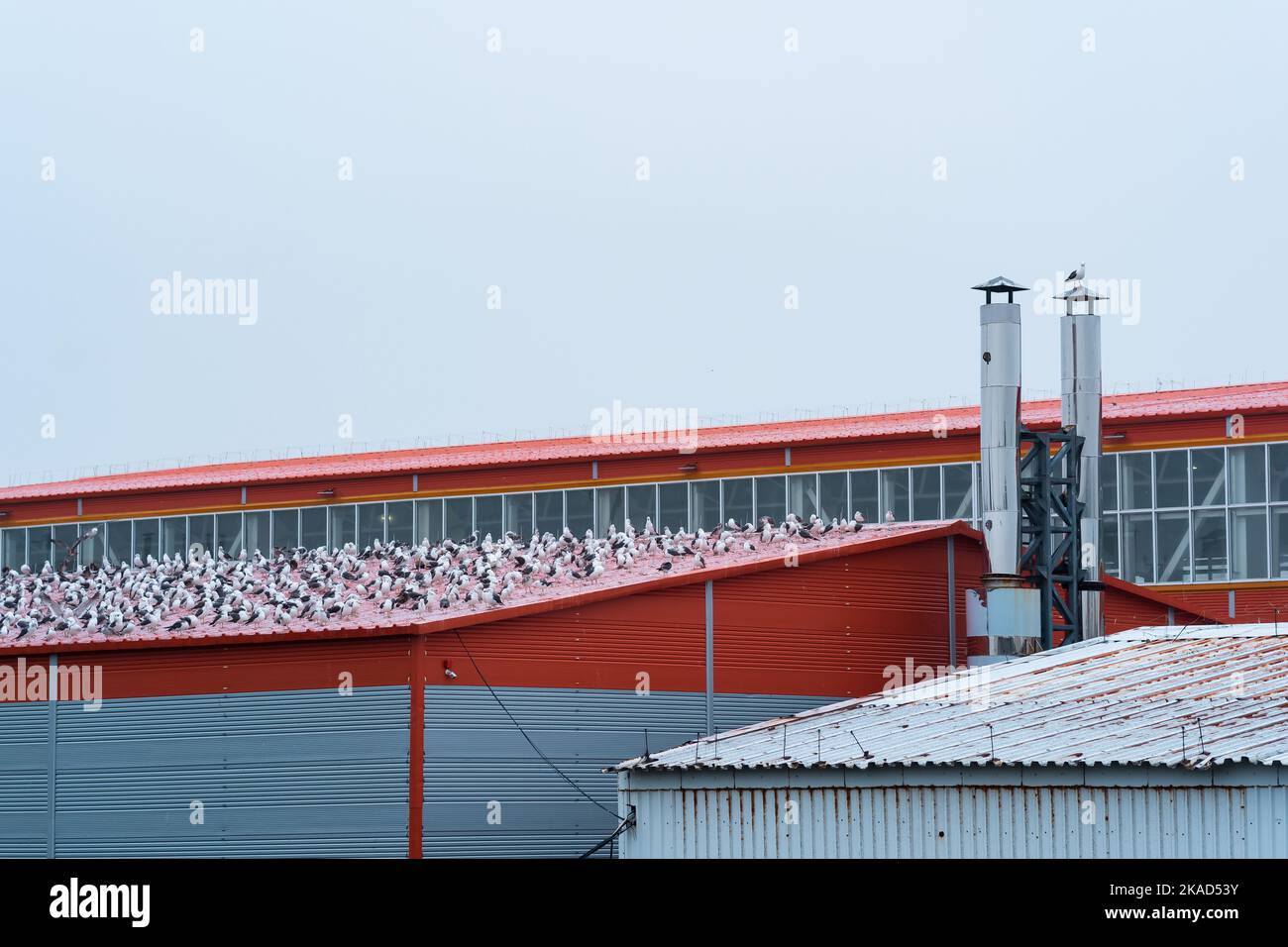 Fish processing plant hires stock photography and images Alamy