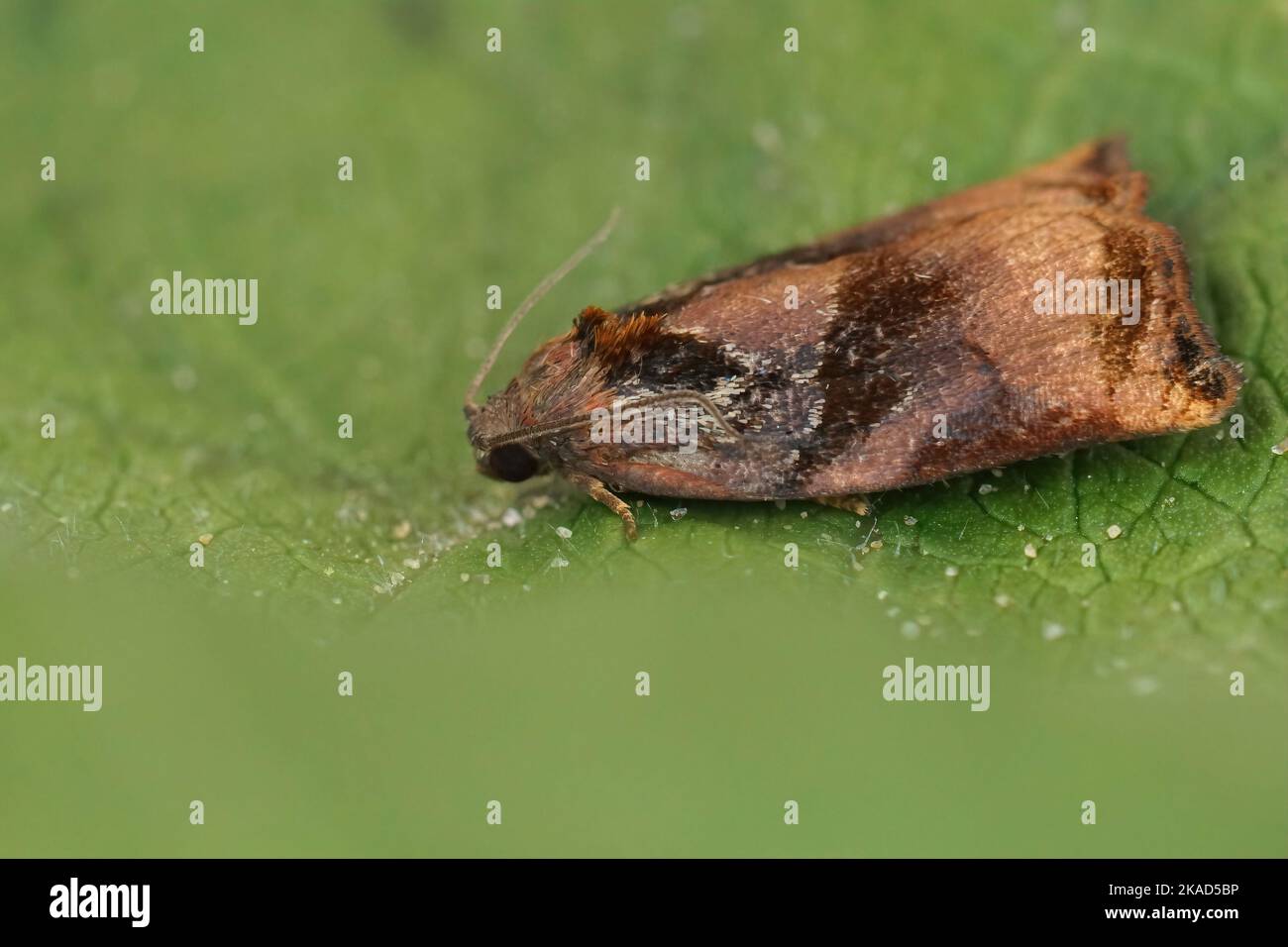Natural closeup on the colorful Large Fruit-tree Tortrix moth, Archips podana sitting on a green leaf Stock Photo