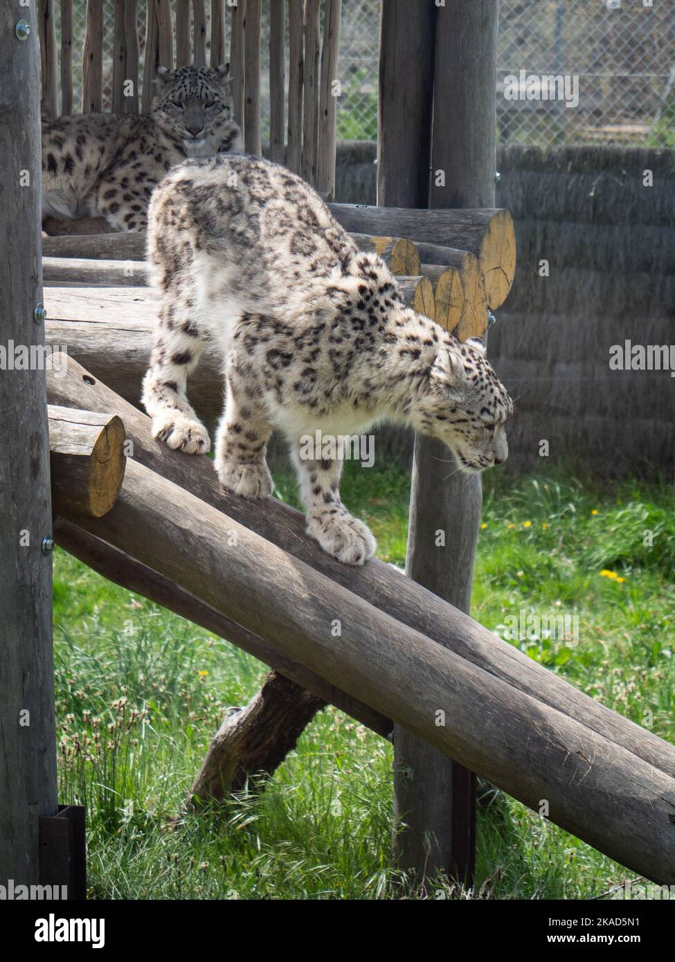 A vertical closeup of the snow leopards, Panthera uncia in captivity