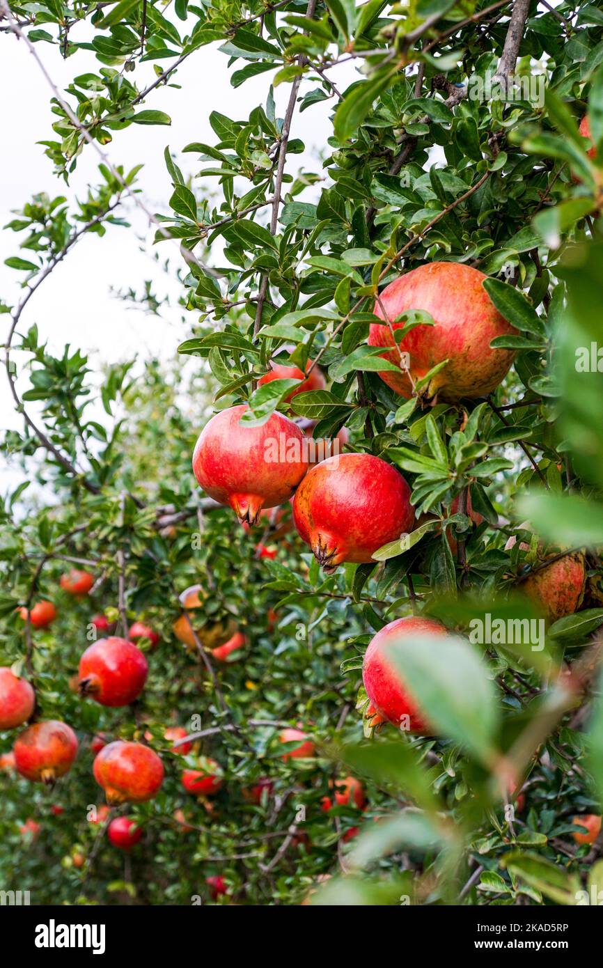 Red ripe pomegranates grow on pomegranate tree in the garden Stock Photo -  Alamy