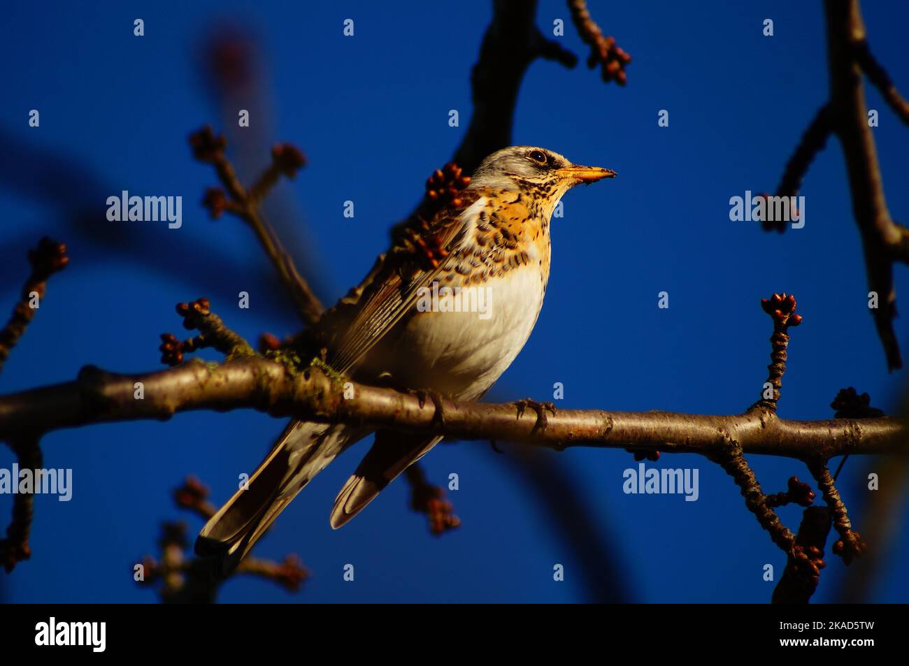 A fieldfare in the evening light in a cherry tree in February against a blue sky. The colours blur and the camouflage seems perfect. Stock Photo