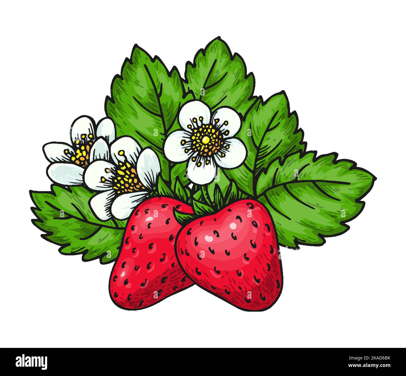 Sweet strawberry hand drawn clip art. Cartoon healthy fresh farm