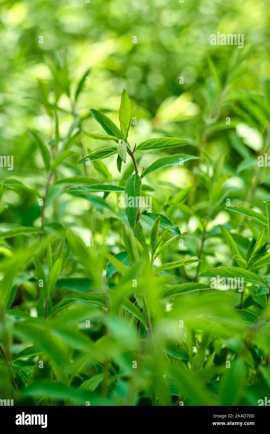 A vertical shot of willow-leaved justicia growing in the garden Stock Photo