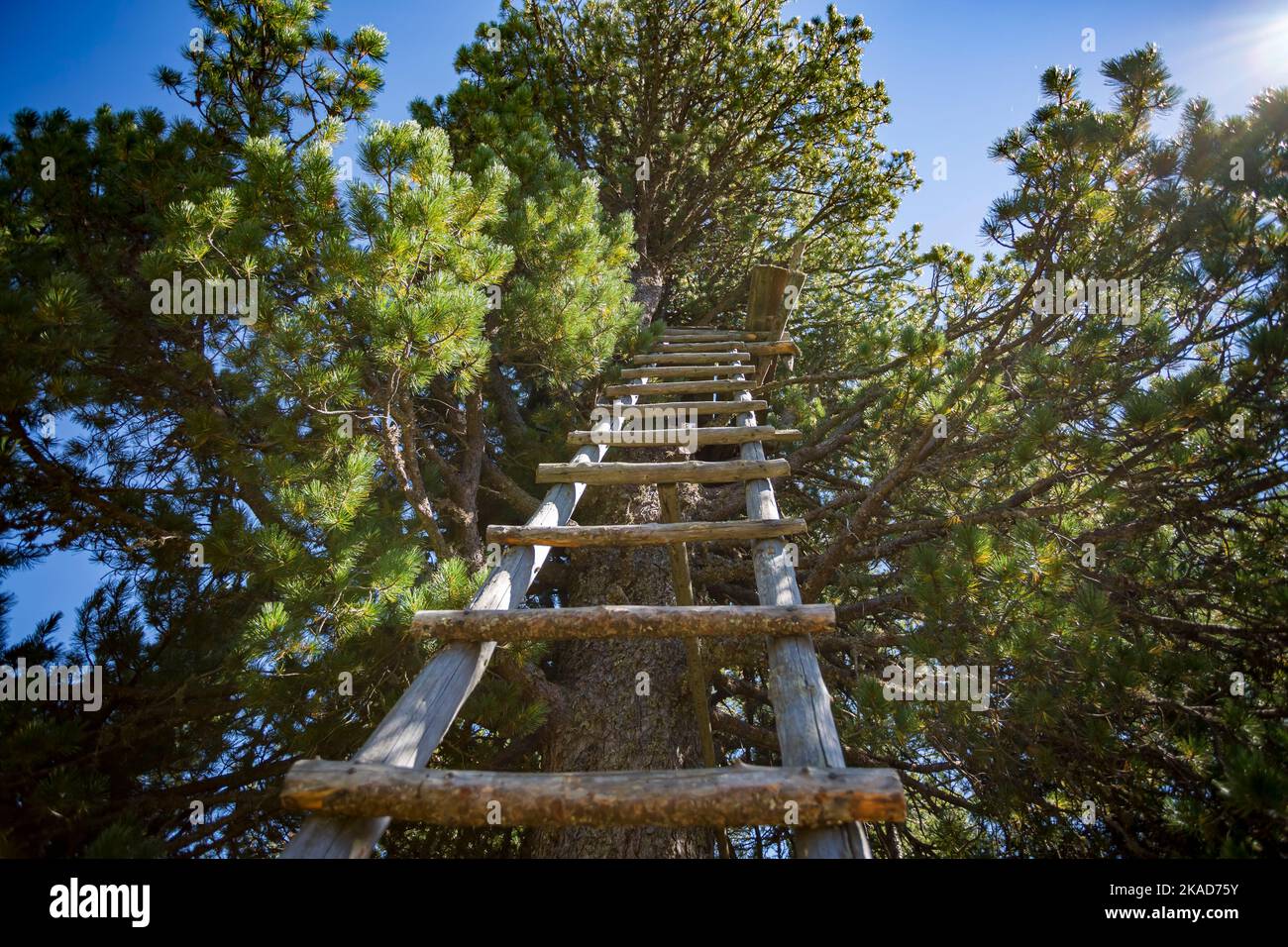 Ladder leaned on a tree hi-res stock photography and images - Alamy