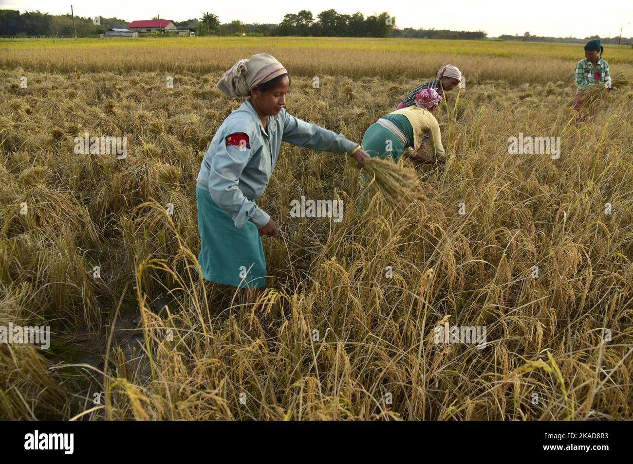 Guwahati, Guwahati, India. 1st Nov, 2022. Bodo tribal women cut ...