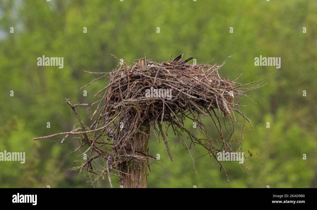 A small bird nest in a blurry natural background Stock Photo - Alamy