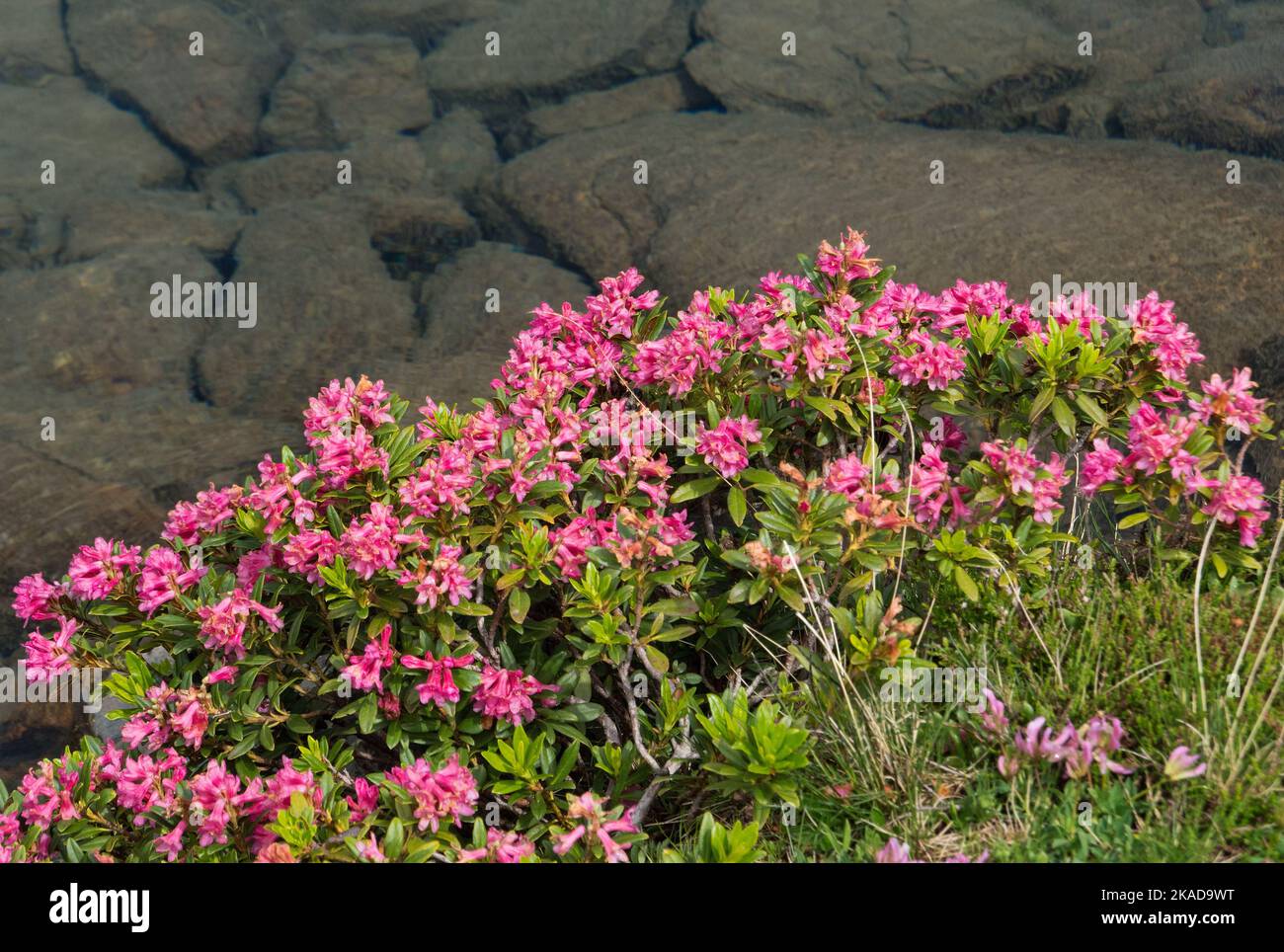 Exuberantly blooming Alpenroses on the edge of a mountain lake Stock Photo