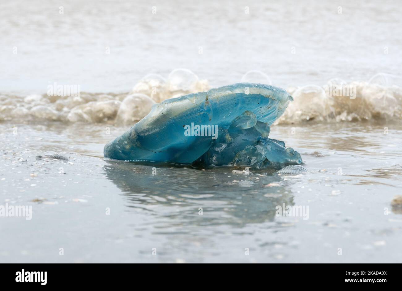 Blue jellyfish on the beach, washed up on the shore Stock Photo Alamy