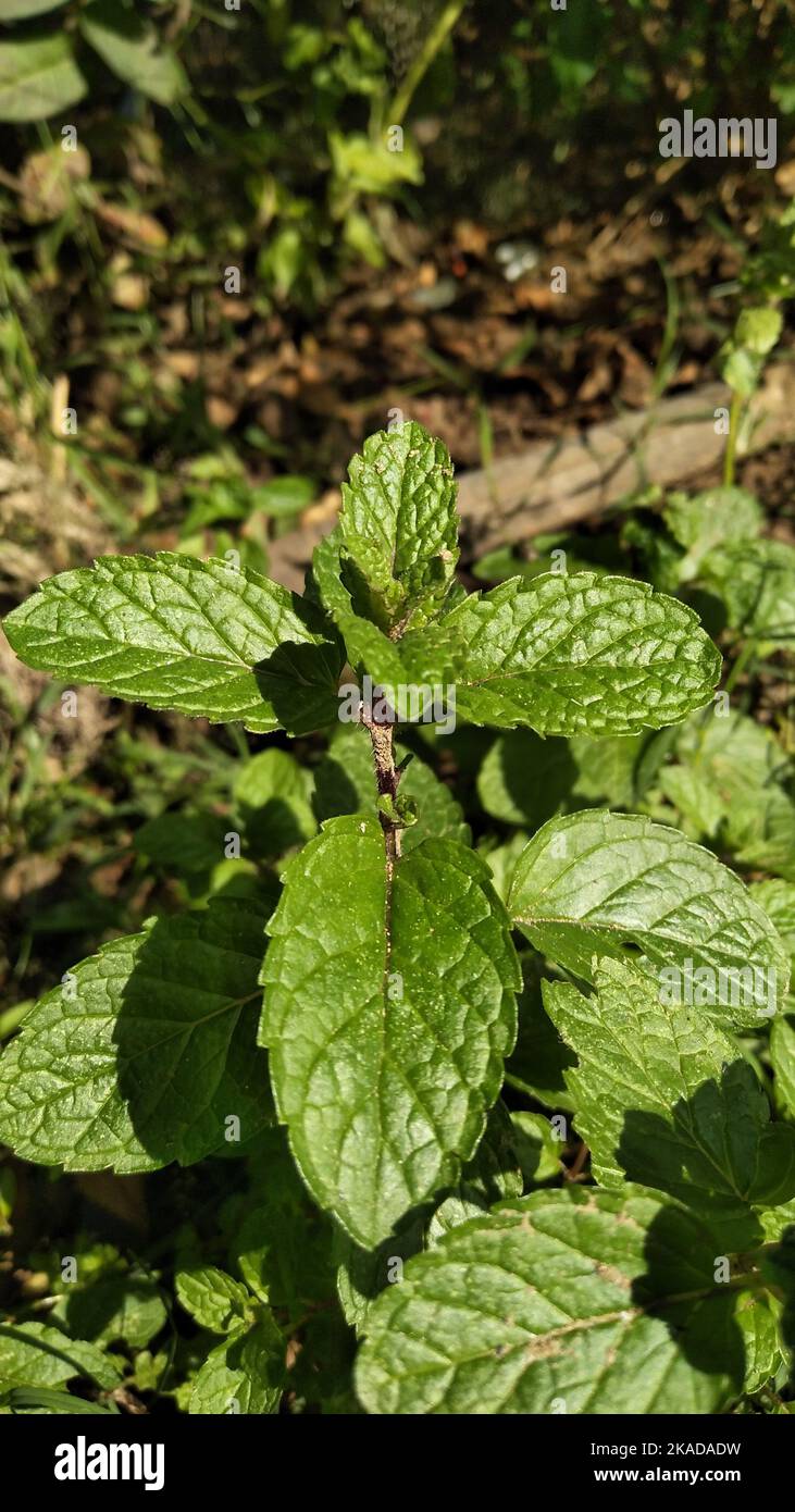 Spearmint, also known as garden mint, common mint, lamb mint and ...