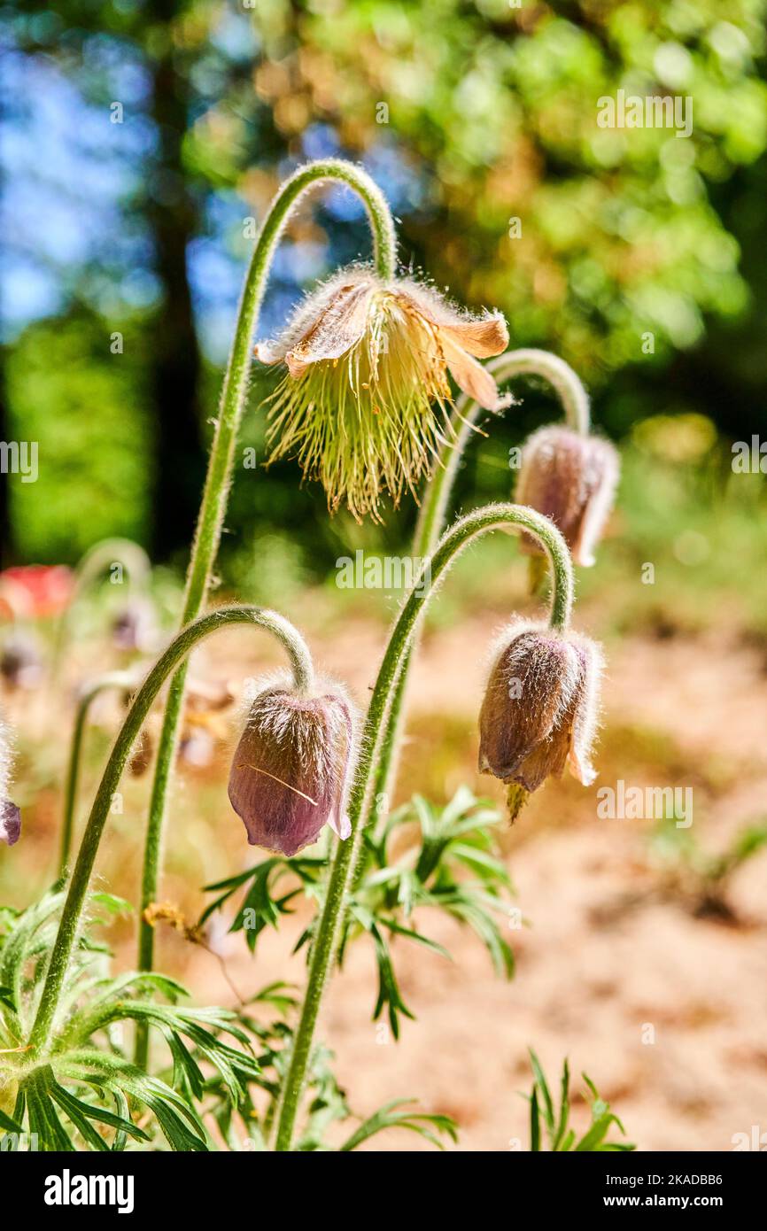 Vibrant geum rivale growing in a garden Stock Photo - Alamy