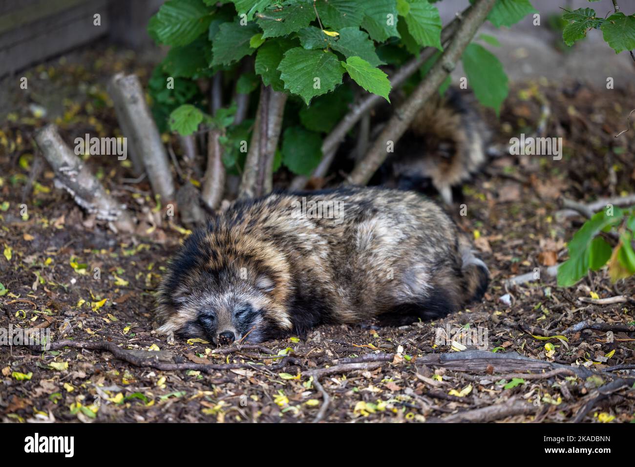 Sleepping Raccon A raccoon dog sleeping on the ground Stock Photo - Alamy