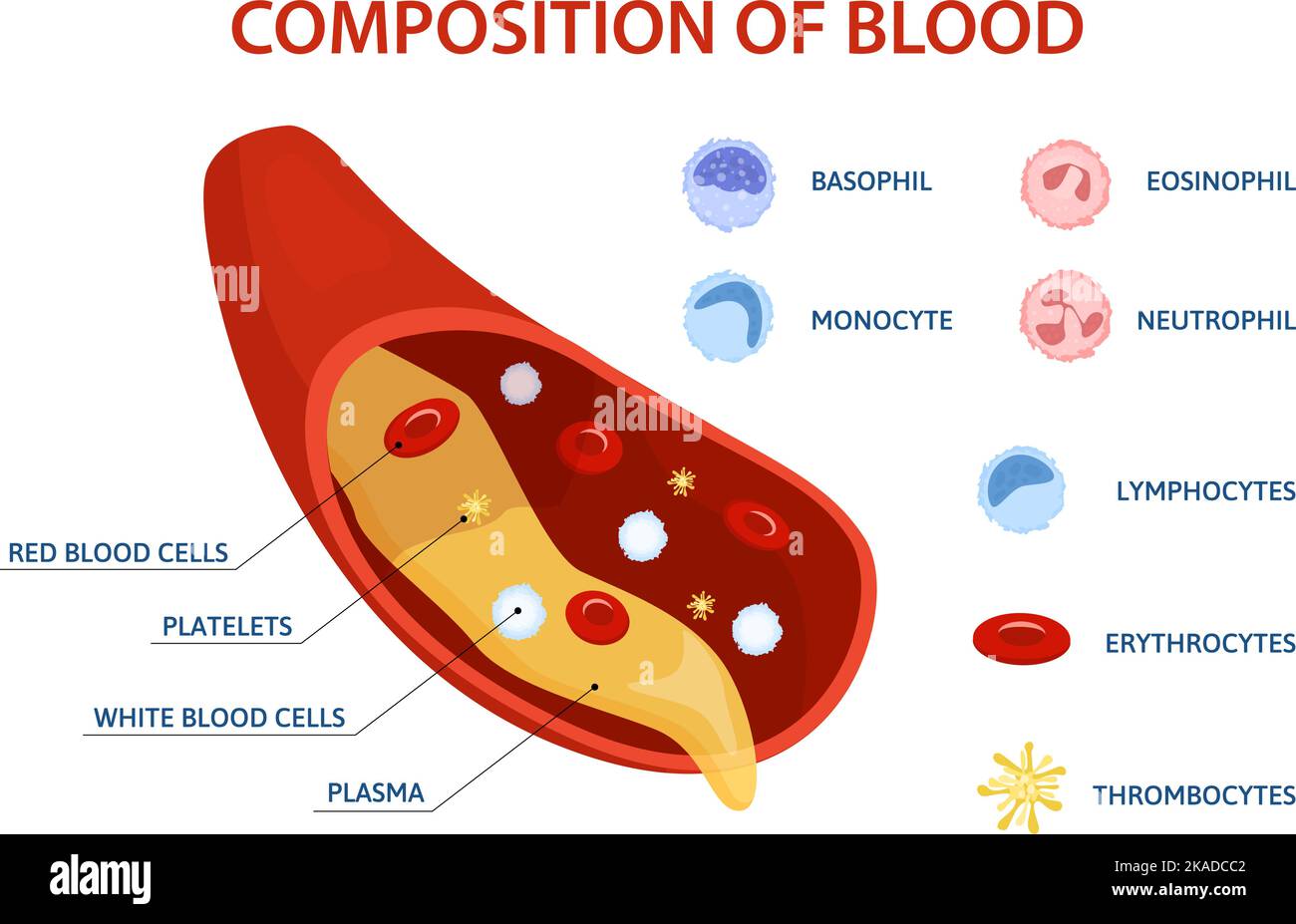 Human cells flat infographics with set of isolated drop image blood cell icons and text captions vector illustration Stock Vector