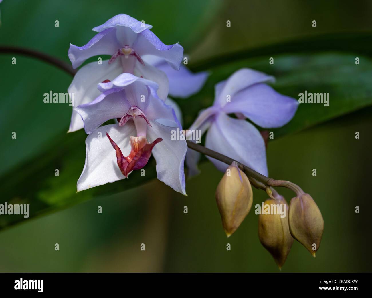 Pinkish purple flowers of orchid Aganisia cyanea in full bloom in the wild. Viruá National Park, Roraima State, Brazil. Stock Photo