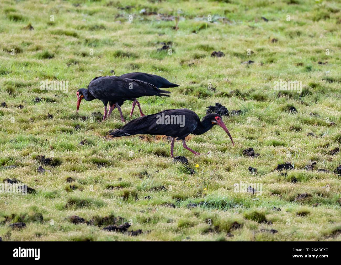A group Sharp-tailed Ibises (Cercibis oxycerca) foraging in the grass field. Roraima State, Brazil. Stock Photo
