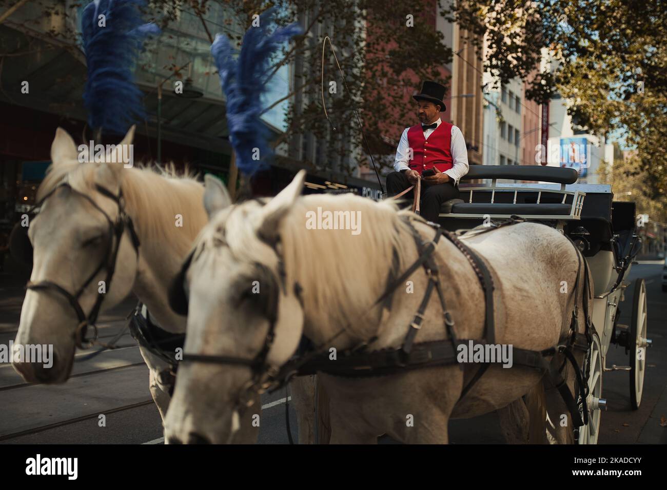 A selective of white horses pulling a carriage on the city streets Stock Photo