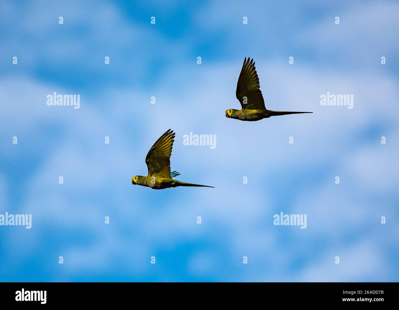 A pair Red-bellied Macaws (Orthopsittaca manilata) flying in blue sky. Tepequém, Roraima State, Brazil. Stock Photo