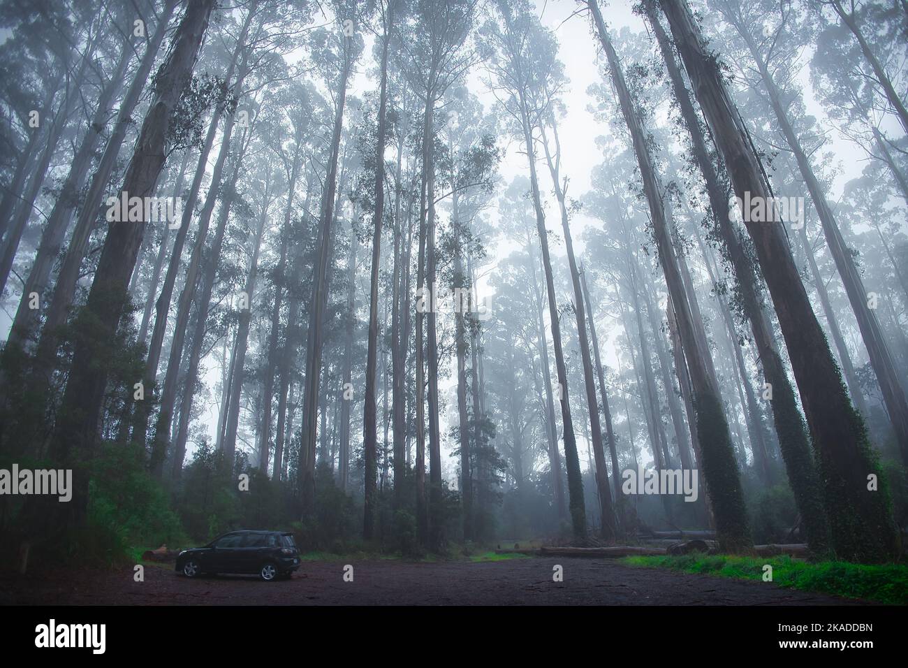 A car in a dense forest on a foggy day Stock Photo - Alamy