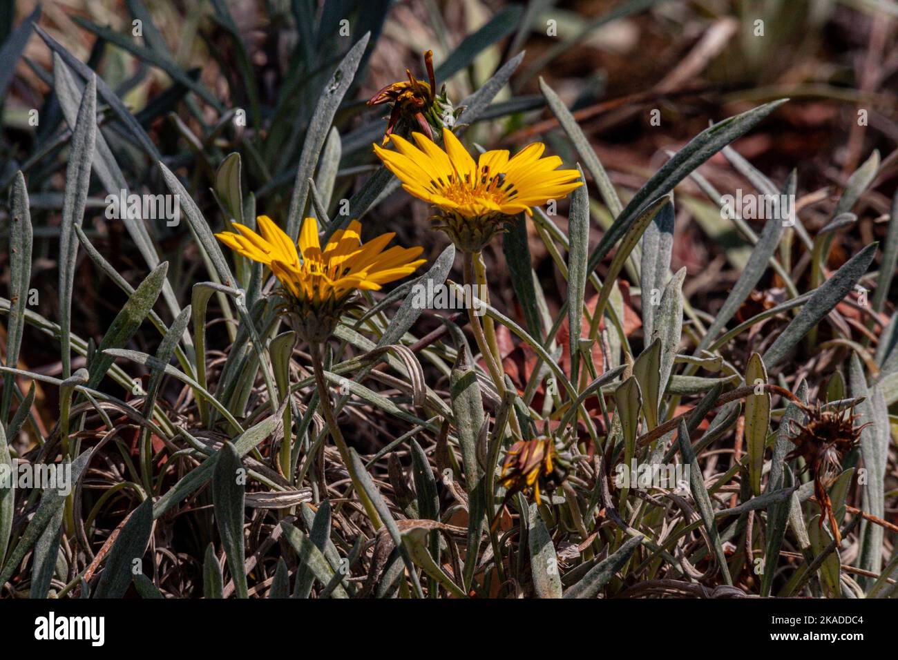 A closeup shot of yellow Gazania linearis flowers blooming in the sunlight Stock Photo