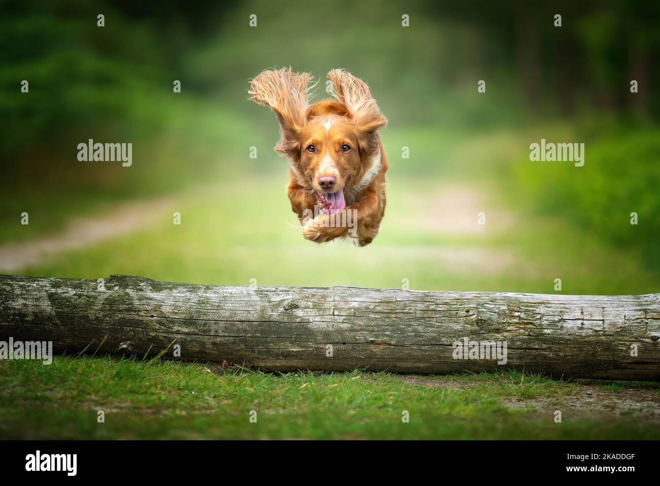 Golden tan and white working cocker spaniel flying and jumping over a ...